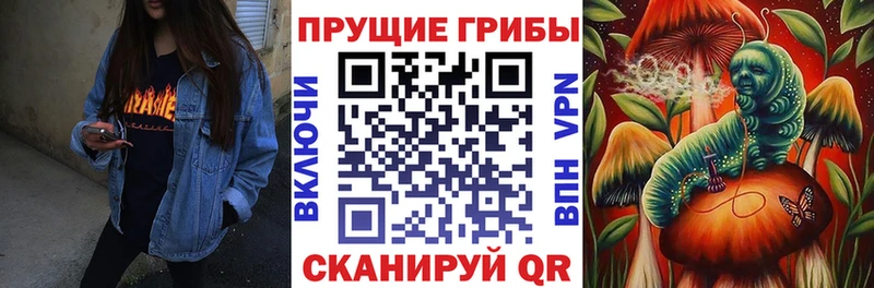 Купить  Лагань  Псилоцибиновые грибы Psilocybine cubensis 